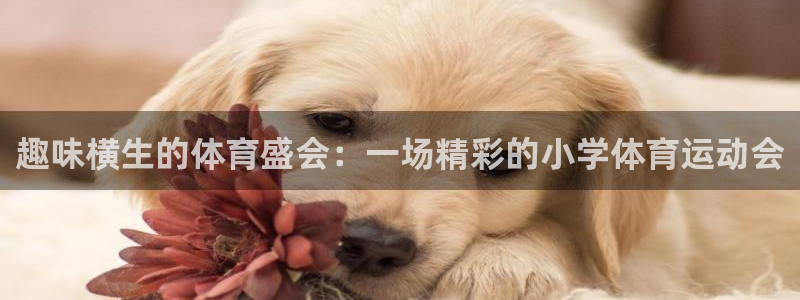 betway西汉姆：趣味横生的体育盛会：一场精彩的小学体育运动会